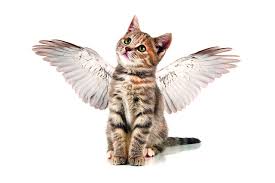 Katze mit Flügeln
